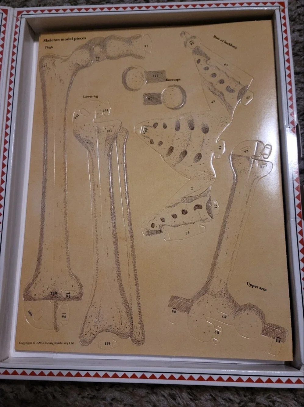 Human Body Activity Kit